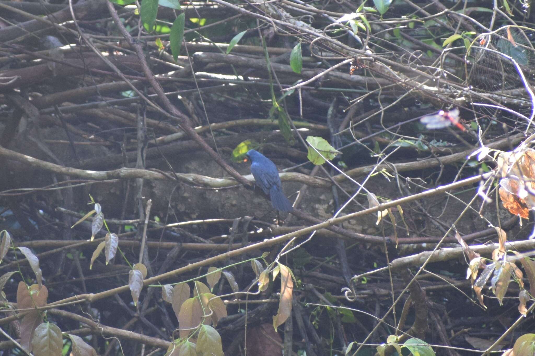 Image of Amazonian Grosbeak