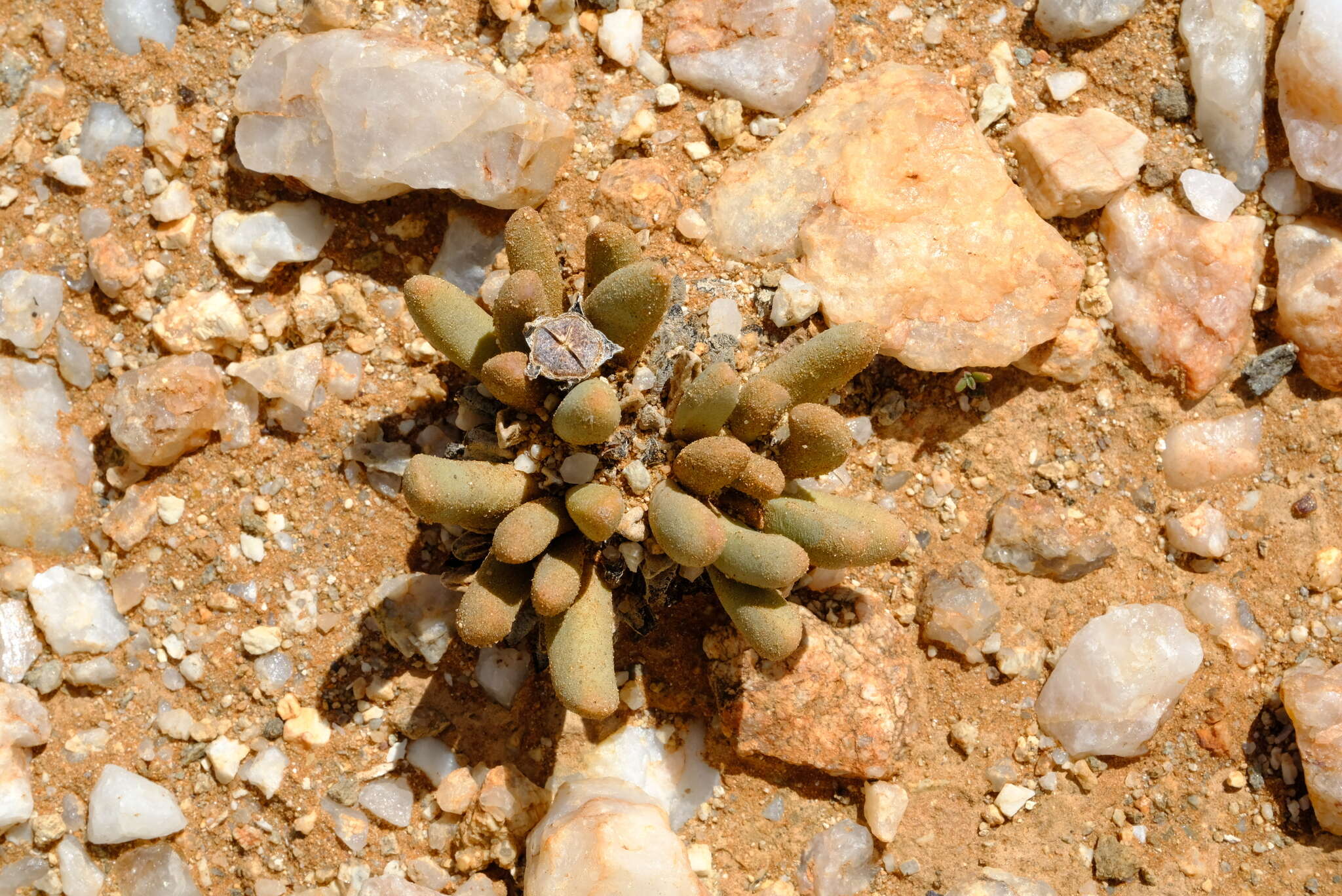 Image of Psammophora longifolia L. Bol.