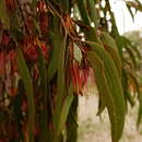 Imagem de Amyema pendula subsp. pendula