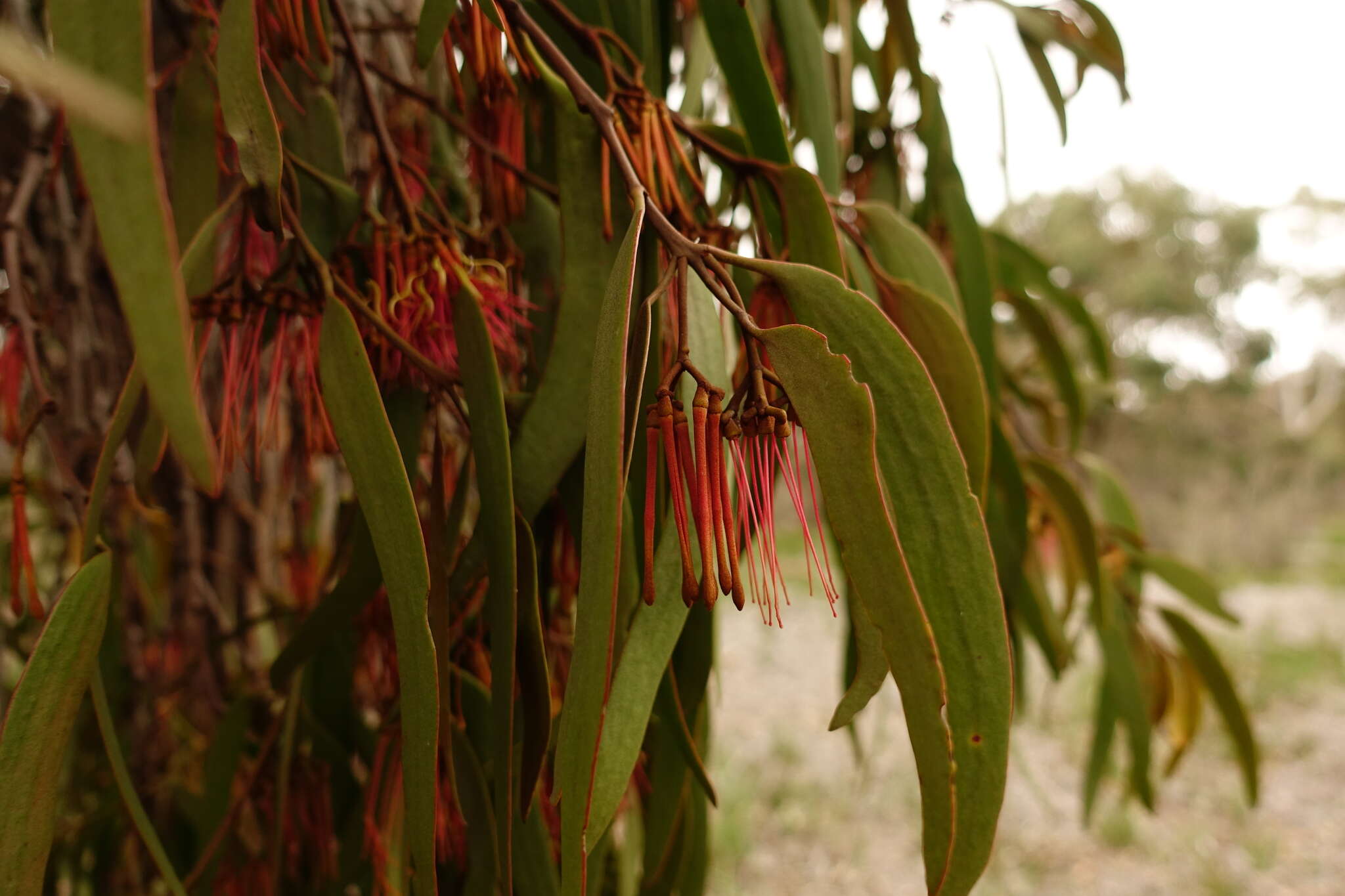 Imagem de Amyema pendula subsp. pendula