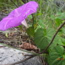 Sivun Ipomoea suffulta (Kunth) G. Don kuva