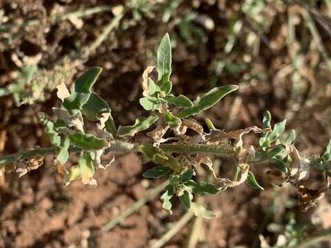 Imagem de Caylusea hexagyna (Forsk.) M. L. Green