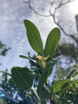 Image of Annona maritima (Záchia) H. Rainer