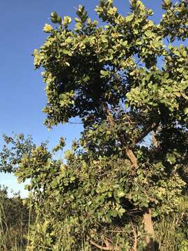 Image of Styrax ferrugineus Nees & Mart.