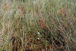 Imagem de Drosera madagascariensis DC.