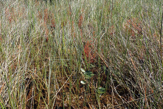 Imagem de Drosera madagascariensis DC.