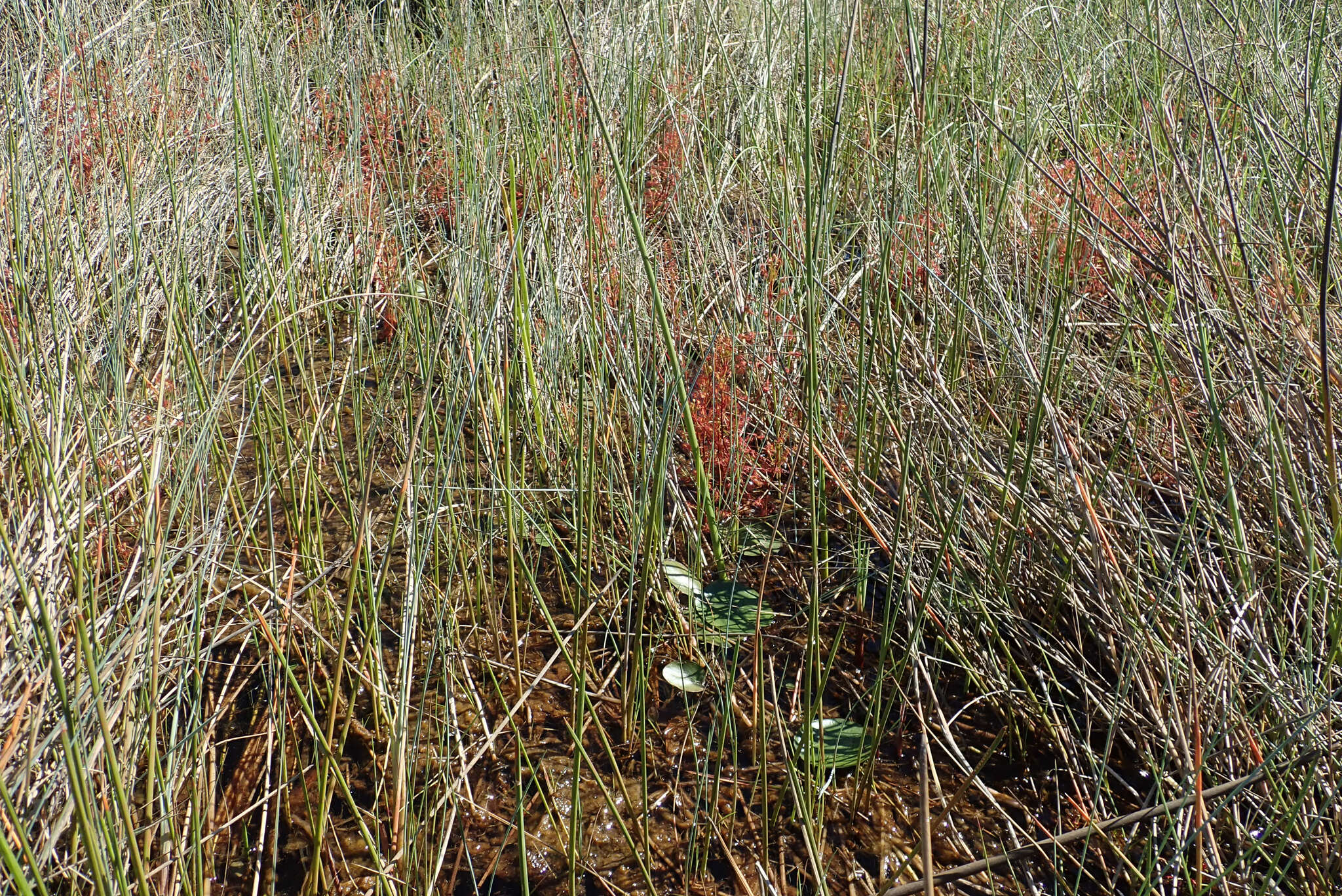 Imagem de Drosera madagascariensis DC.