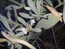 Image of Scaevola canescens Benth.