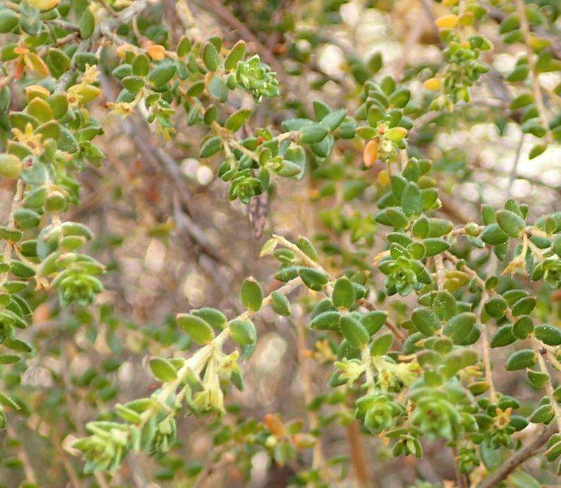 Image of Agathosma planifolia Sond.