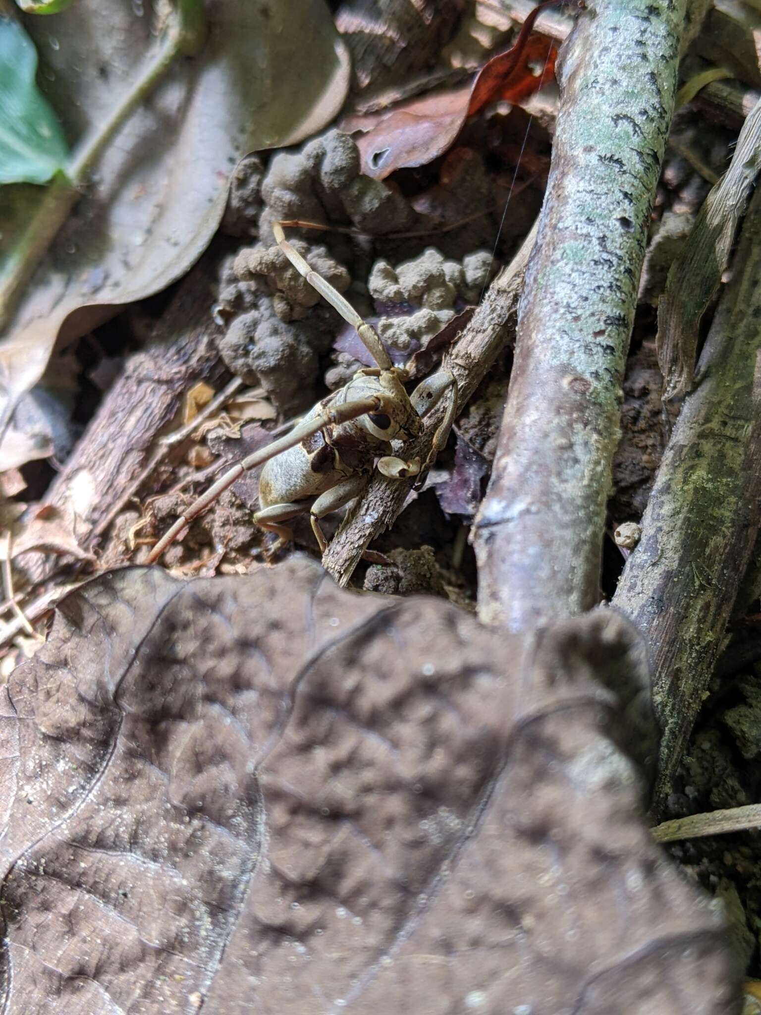 Image of Acalolepta sublusca maculihumera (Matsushita 1933)