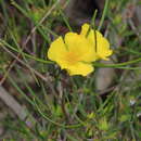 Image of Hibbertia striata (Steud.) K. R. Thiele