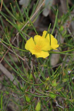 Plancia ëd Hibbertia striata (Steud.) K. R. Thiele