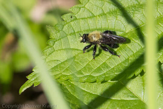 Image of Laphria flavicollis Say 1824