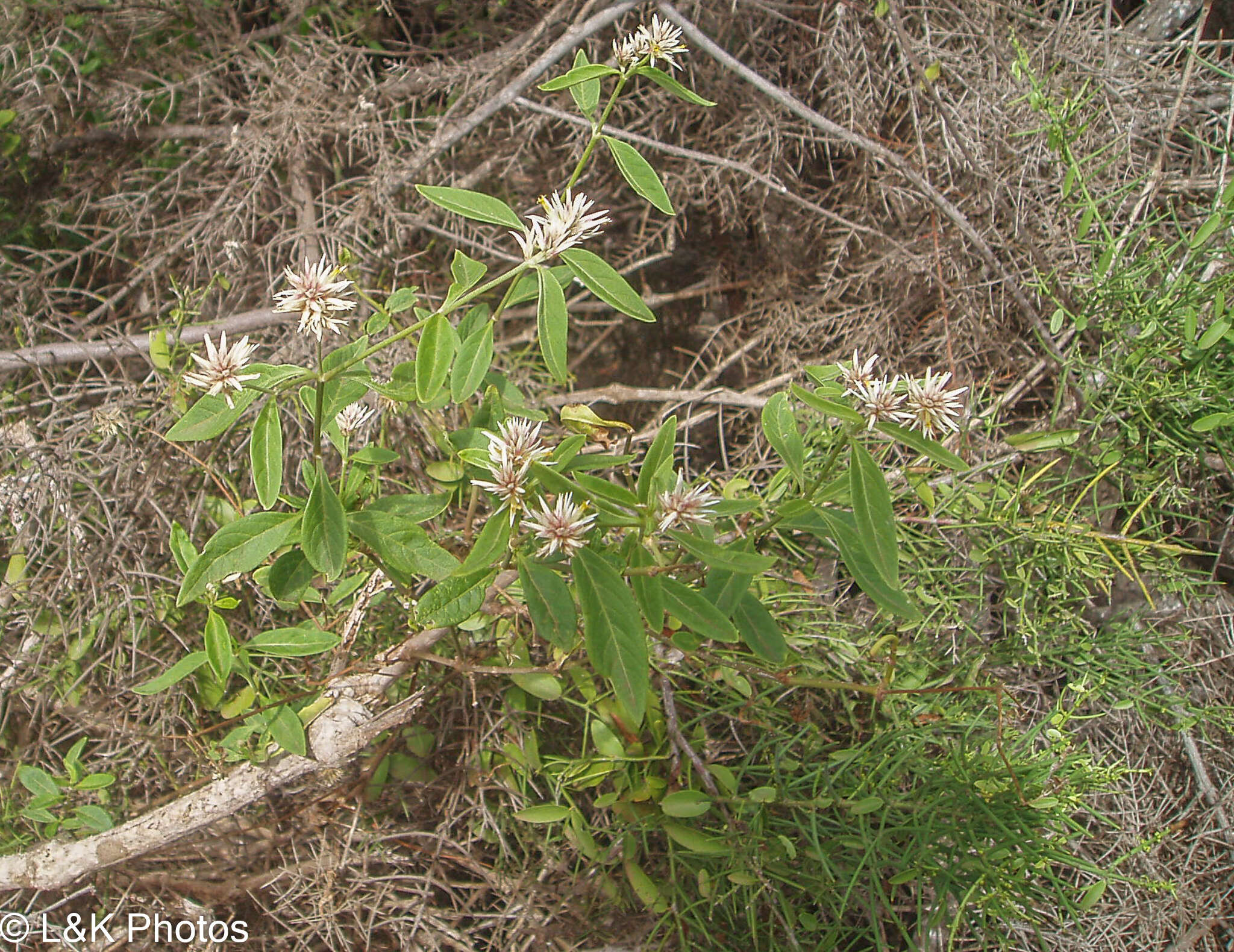 Image of Alternanthera echinocephala (Hook. fil.) Christopherson