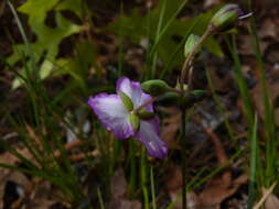 Image de Callisia graminea (Small) G. C. Tucker