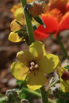 Image of Verbascum damascenum Boiss.