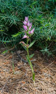 Image of Cephalanthera kurdica Bornm. ex Kraenzl.