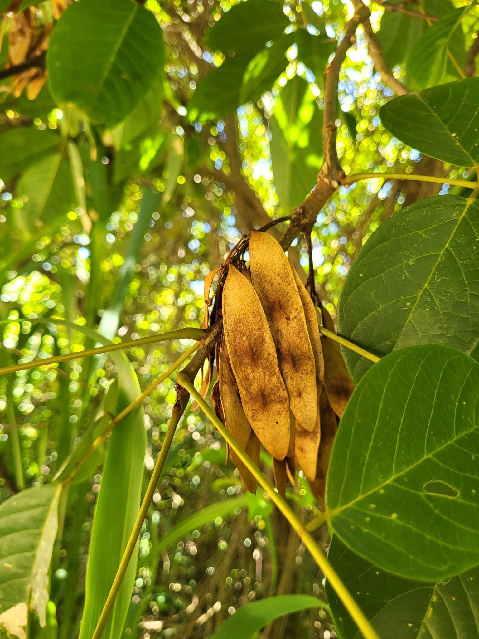 Слика од Lonchocarpus heptaphyllus (Poir.) DC.