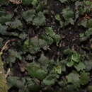 Sivun Didymoglossum ekmanii (Wess. Boer) Ebihara & Dubuisson kuva
