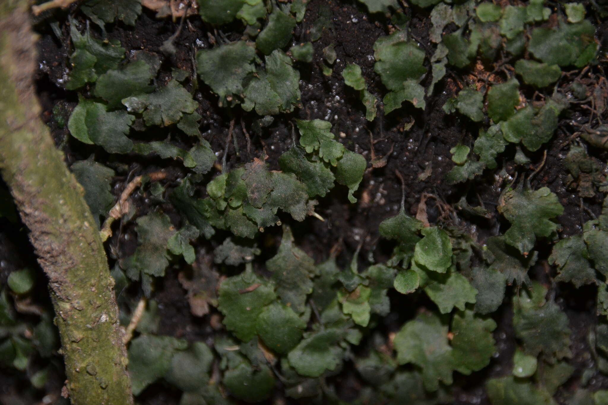 Sivun Didymoglossum ekmanii (Wess. Boer) Ebihara & Dubuisson kuva