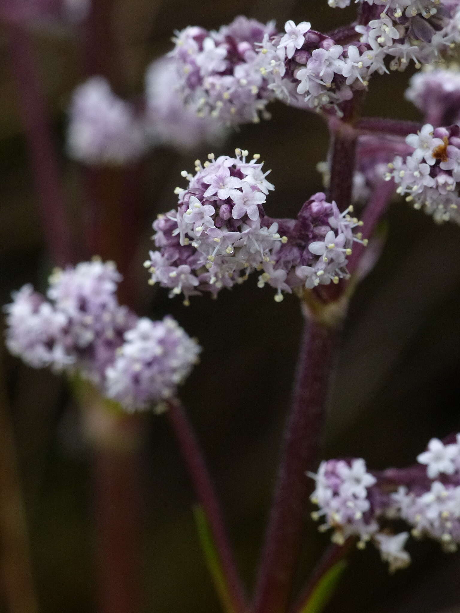 Image of Valeriana pilosa Ruiz & Pav.