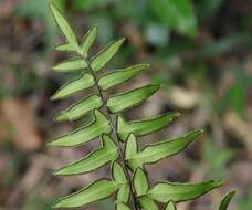 Image of Coastal Common Lip Fern