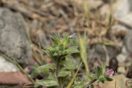 Image of Echium parviflorum Moench