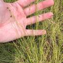 Image of Thread-Leaf Beak Sedge