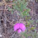 Image of Podalyria buxifolia Willd.