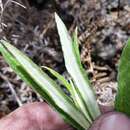 Image of tapered cudweed