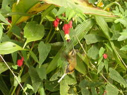 Image of Tawny-bellied Hermit