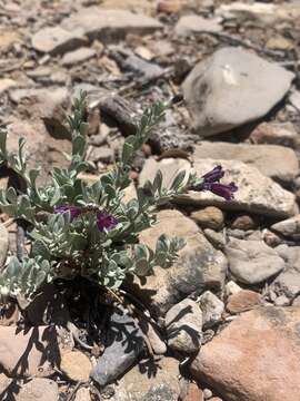 Image of Jaeger's beardtongue