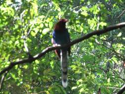 Image of Ceylon Blue Magpie