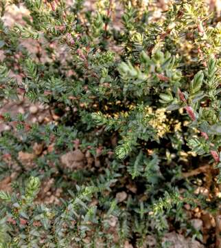 Atriplex matamorensis A. Nelson resmi