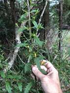 Image de Macranthera flammea (Bartr.) Pennell