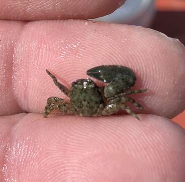 Image of green porcelain crab