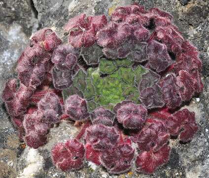 Image de Saxifraga latepetiolata Willk.