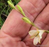 Image of Tritonia gladiolaris (Lam.) Goldblatt & J. C. Manning