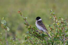 Image of Pallas's Bunting