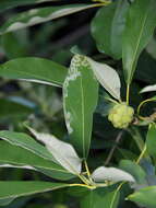 Image of Phyllocnistis magnoliella Forbes 1923