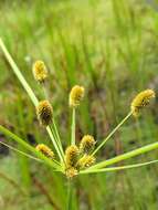 Image of ovateleaf flatsedge