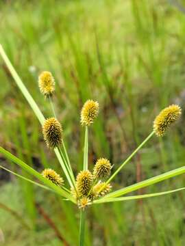 Image of ovateleaf flatsedge