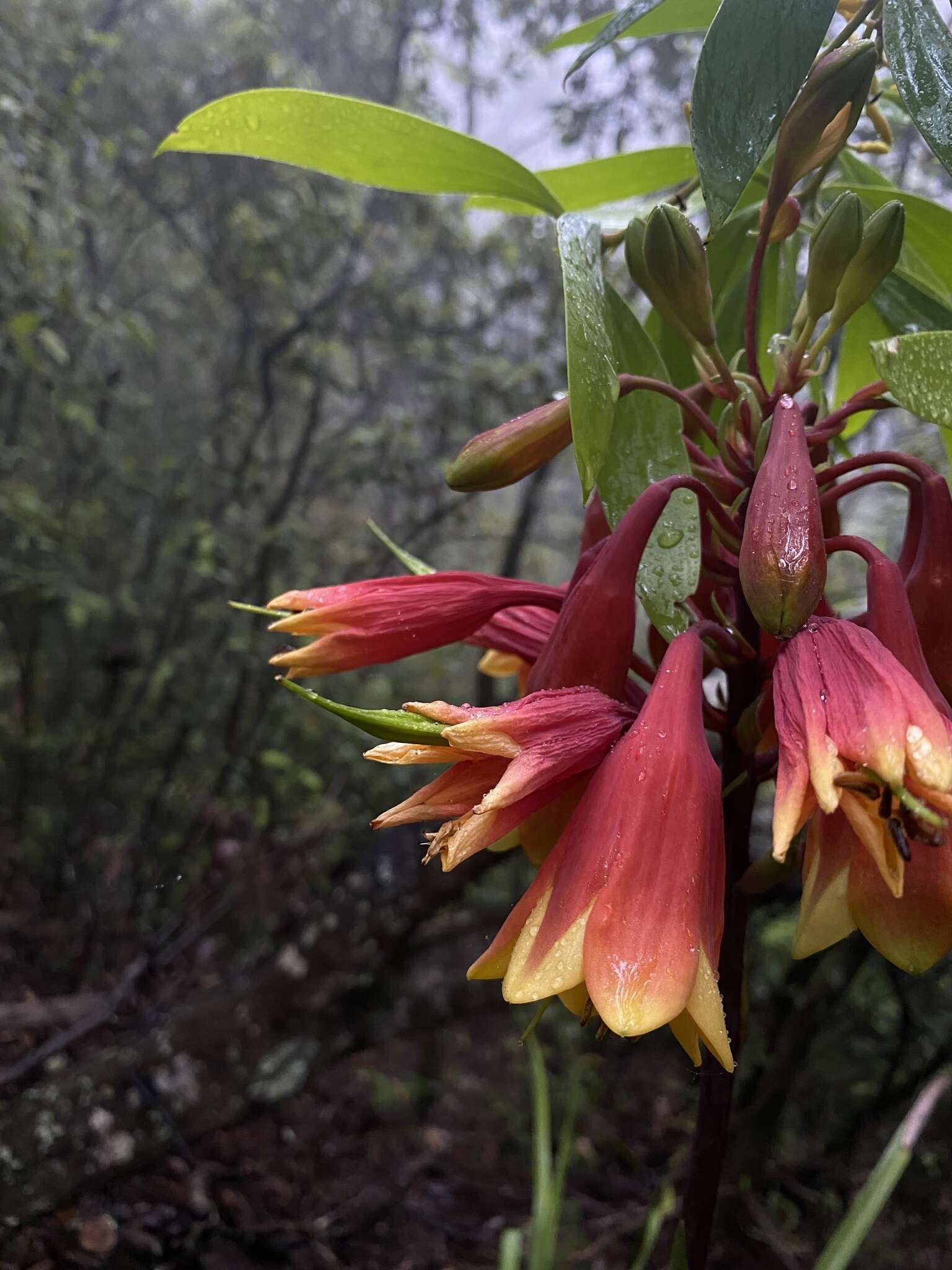 Image of Christmas bells