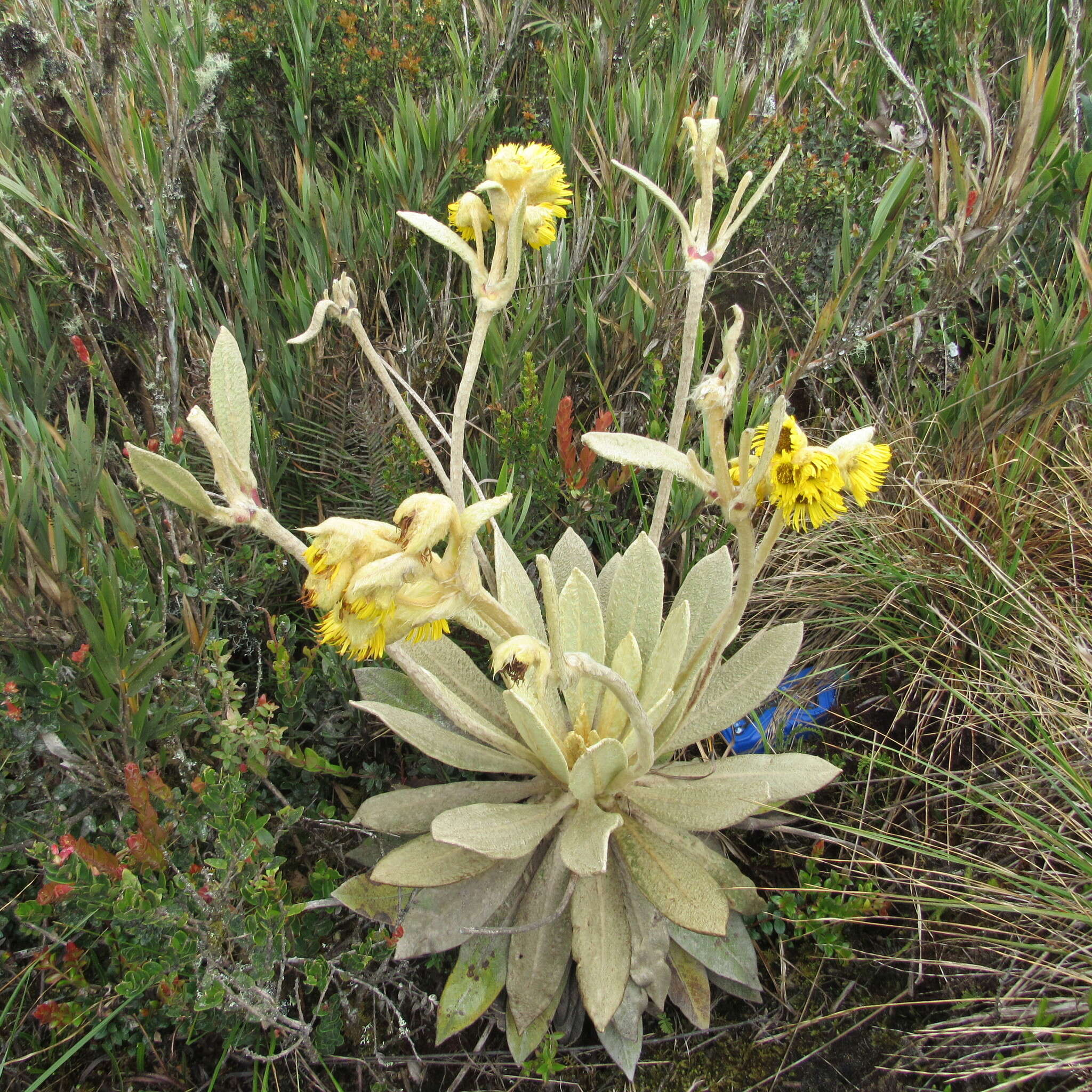 Image of Espeletia barclayana Cuatrec.