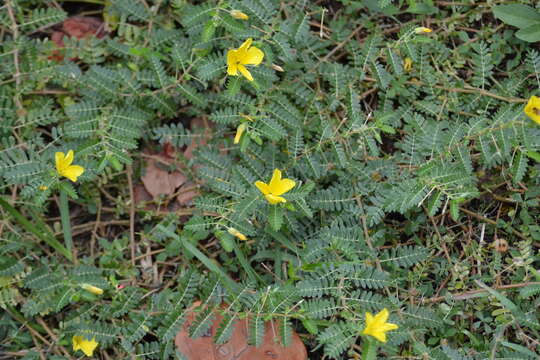 Image of Jamaican feverplant