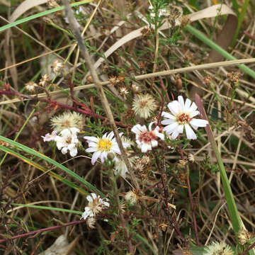 صورة Symphyotrichum ericoides (L.) G. L. Nesom