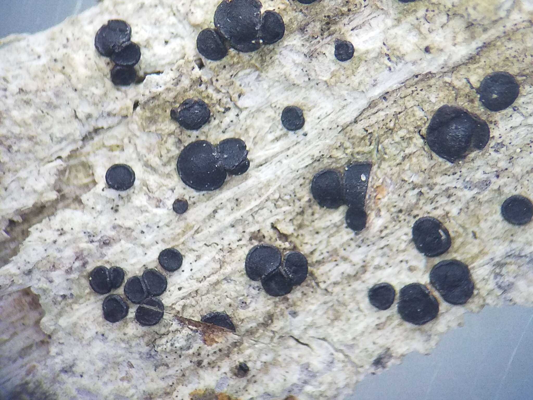 Image of Bacidia heterochroa (Müll. Arg.) Zahlbr.