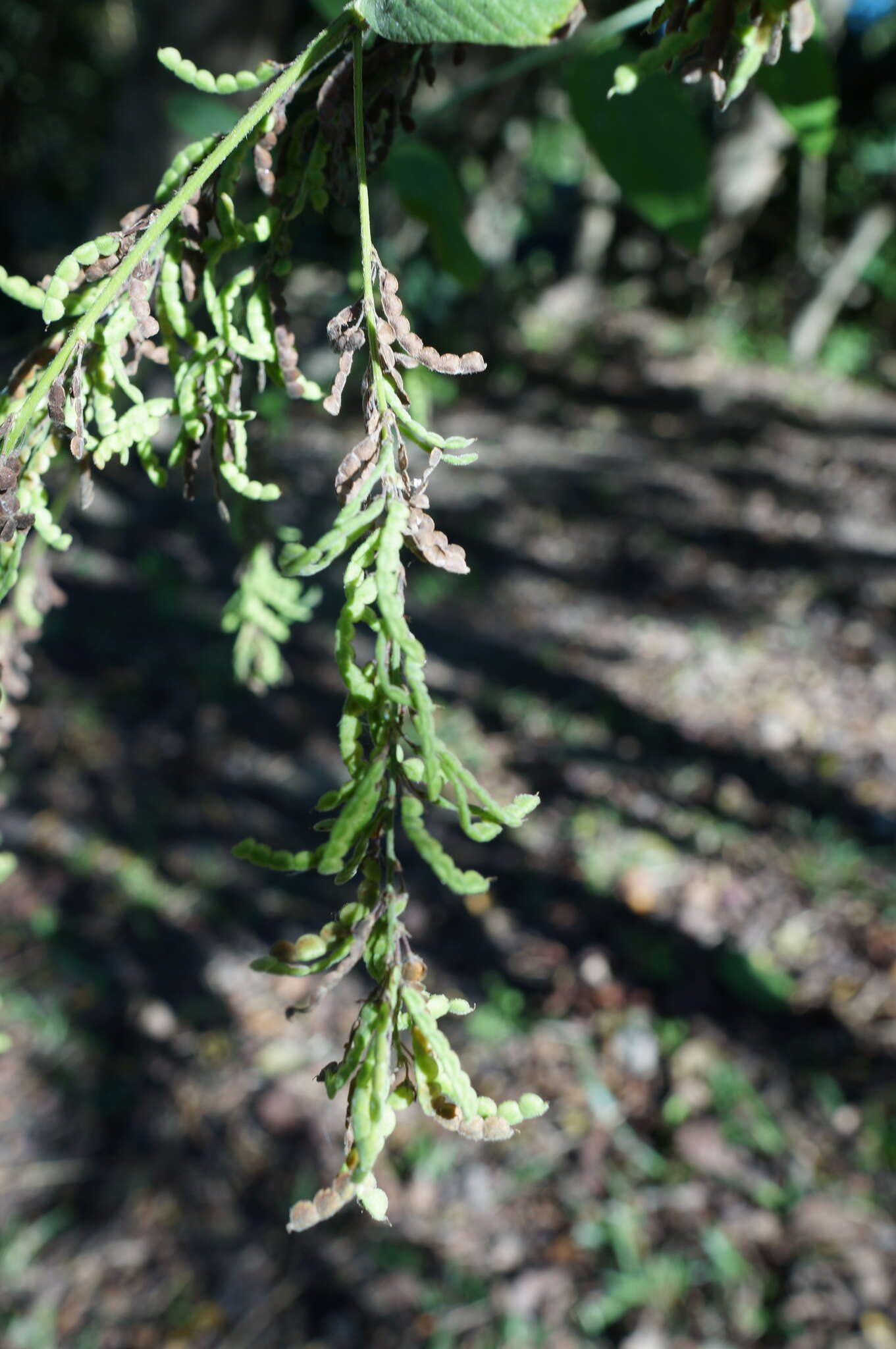 Image of Desmodium gangeticum (L.) DC.