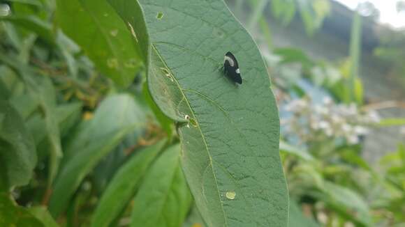 Image of Membracis confusa Fairmaire