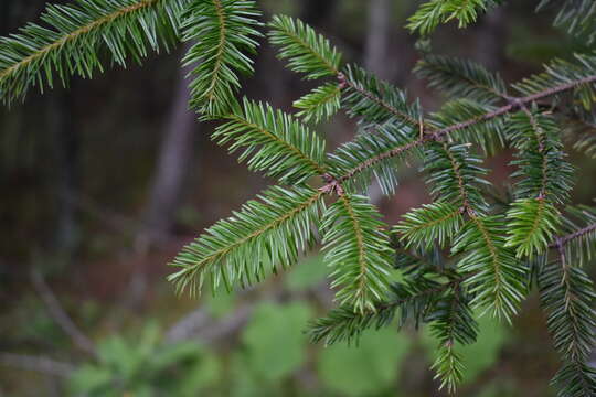 Image of Hickel's Fir